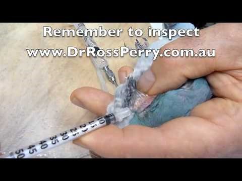 Birds: Blood Collection from Jugular Vein of Quaker Parrot