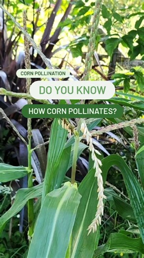 Kane | Let's grow home 🌱 on Instagram: "Do you know how corn pollinates? 🌽 Each tiny grain carries the information of the parent plant. As it falls from the tassel and lands on the silks below, reproduction begins. This is the natural way corn creates the next generation. Start small, observe what happens, and grow again 🌿 Let's Grow!! . . . #NewZealand #Tauranga #Auckland #GrowYourOwn #GardenEducation"