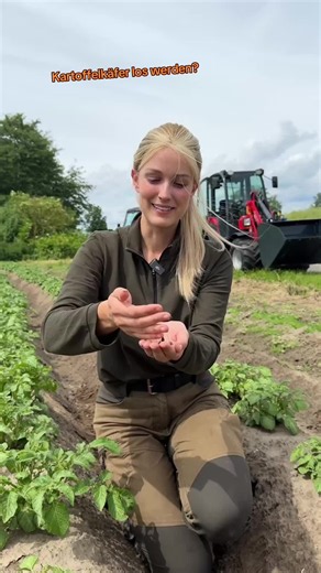 Kartoffelkäfer effektiv loswerden: einfache Methoden