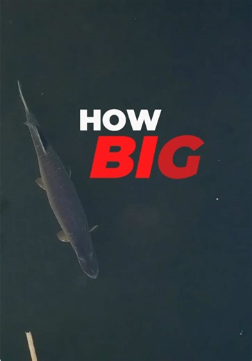 Monster Pike Spotted: How Big Do You Think It Is?