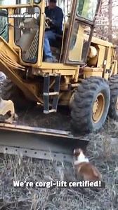 59M views · 403K reactions | Nothing like some uplifting corgi content! ‍♂️ | The Pet Collective | Facebook