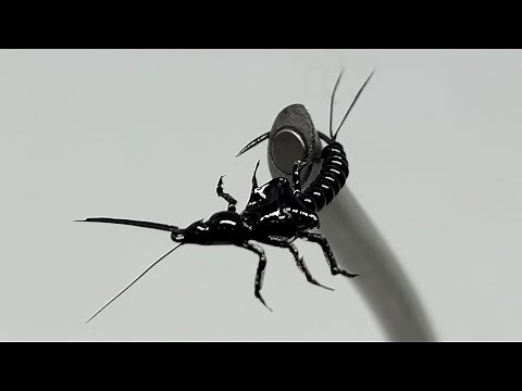 Winter Stonefly Nymph - Fly Tying with Dave Hise (Step by Step)