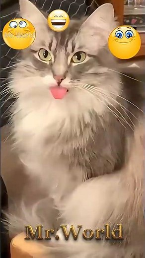 shorts, funniestcompilations, topfunnymoments, trynottolaugh, bestmoments, funny, funniestvideosever