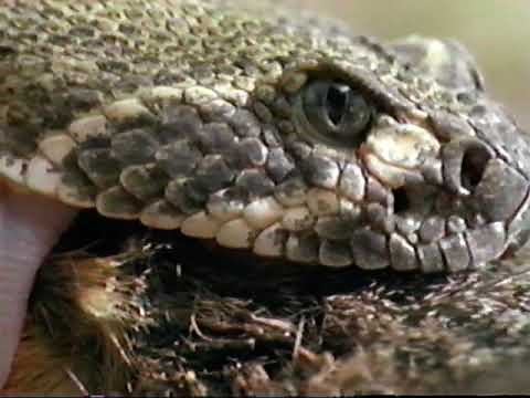 El Desierto de Sonora, un paraíso violento - National Geographic 1997