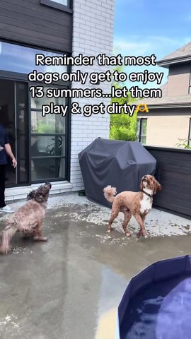 Unconditional Dog Love: Even When They’re Wet and Smelly
