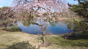 4.1K views · 202 reactions | Escape this dreary day with a tour of cherry blossoms and other emerging blooms in the Japanese Garden with Garden host Cassidy. | Missouri Botanical Garden | Facebook