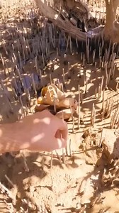 #fyp #island #survival #foryoupage #foryou | David Williamson