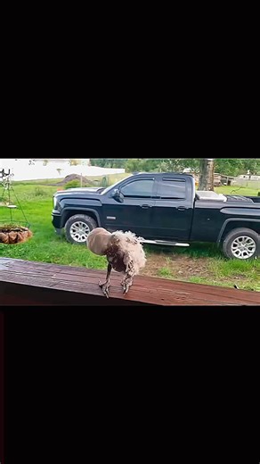 🎶 Doing the Humpty Dance… bird edition. Griffi the dancing cockatoo got more rhythm than half the timeline. 😅💯 Somewhere out there, Shock G is smiling. 🕊️ @griffithedancingcockatoo — you got the vibe, fam. 🙌 #DigitalUnderground #ShockG #RIPShockG #HumptyDance #GriffiTheCockatoo #DancingBird #FeelGoodReel #ClassicRap #HipHopLegends #1990sVibes #PetStar #BirdWithMoves 💃🦜 | RapClassics