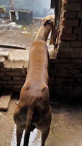 147K views · 1.6K reactions | Built for extreme performance.  A masterpiece of canine engineering. ✨ Check out the incredible spinal flexibility and muscle definition of this elite athlete! #Greyhound #CanineAthlete #Sighthound #Muscle #AnimalAnatomy #Power | Pro Hounds World | Facebook