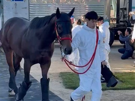 抵达德尔玛马场先后走下运马车同厩舍的 Meta Max 和 Ecoro Sieg【20241022】