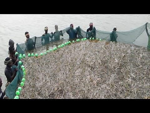 Harvest Shrimp commercial in the ponds - Processing and packing tiger prawn in the factory