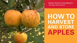 Want to learn more about harvesting and storing apples? Check out our latest UKnow video - and find out all about it! | Iowa State University Extension and Outreach | Facebook