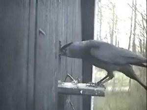 Jackdaws Destroy Stock Dove Nest
