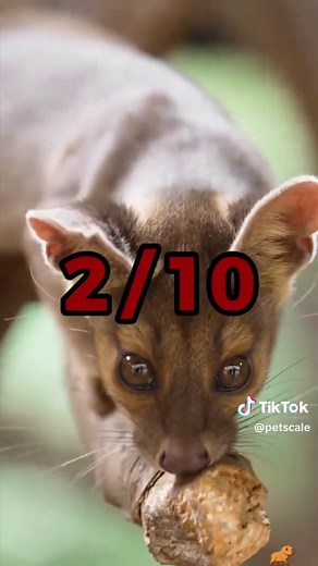 Understanding the Fossa: Is it a Suitable Pet?