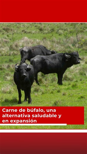 🐃 La producción de búfalo en la provincia no es nueva, pero en los últimos años ganó dinamismo con la incorporación de nuevos productores y una mayor curiosidad del consumidor. Fernando Tejedor, es productor, y destacó que la demanda crece más rápido que la oferta debido al tiempo de cría (11 meses de gestación y al menos dos años hasta la faena). Además, remarcó las ventajas de esta carne: "más proteína, menos colesterol y un sabor muy similar al vacuno, lo que facilita su incorporación en la 