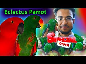 Eclectus Parrot | Price | Breeding | Cage Setup | Eclectus Parrot পাখির সেরা ধামাকা অফার 🥳💚❤️😍💥🐦