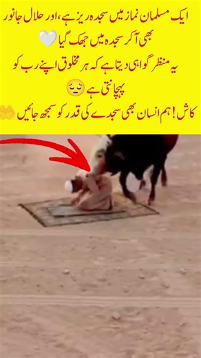 When Even an Animal Bows Before Allah#Shorts #PowerOfSajdah