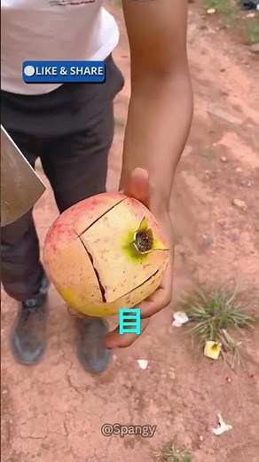ザクロの皮が一瞬でむける方法