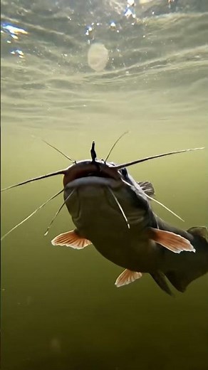 🐠RARE Ornamental Fish Collection!🤯 You WON'T Believe These Colors! #85/2K