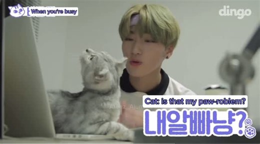 Ateez Ajumma on Instagram: "♡ Memories October 11,2018 ♡-Woosan dingo story Cat vs Dog-10 relatable things while raising Translations @one_of_saturns_moons Cr. Dingo YT channel #ateez #san #wooyoung #choisan #jungwooyoung #woosan #에이티즈 #산 #사니 #최산 #우영 #サン #ウヨン #우산 #ウサン"