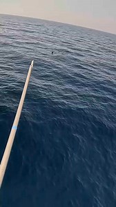 Missed shot 🥱🫣😤 #pacificocean #swordfish #harpoon #fishing #pdntg #aqcts | Big Game Fishing TV