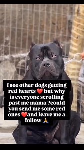 56K views · 7.6K reactions | Will you please help me  . . #rescuedog #dogsofinstagram #adoptdontshop #doglovers #puppylove #rescuepup #dogstagram #dogoftheday #doglife #puppygram #furbaby #dogrescue #dogsofig #doggo #doggylove #puppyoftheday #dogsofinsta #puppytales #dogsofIG #dogsofinsta #pawsome #woofwoof #puppytales | Rolls Rescue | Facebook