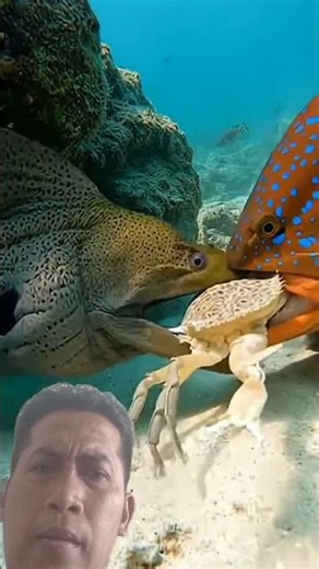 Watch sea animals XXIX #animalshorts #fishing #animalattack