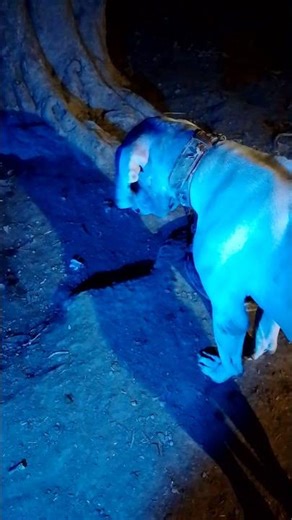 billo #bulldog #dog #pets #cute #animals