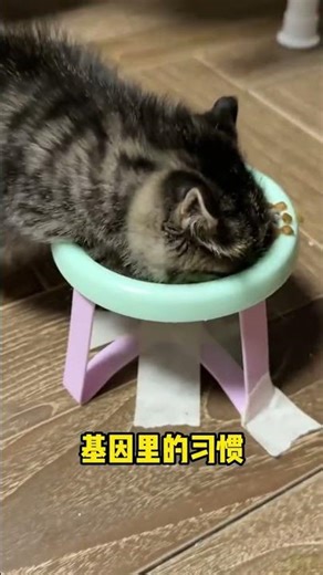 Why Do Cats Shrug When Eating? 🐾 Unraveling the Mystery