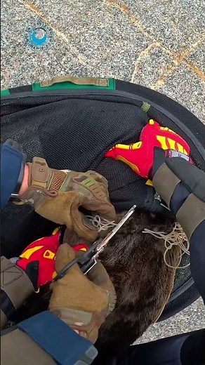 Hard to Miss – Unless You’re a Seal! #shorts