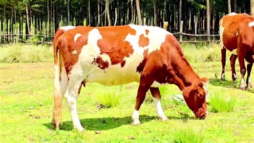 Exploring the World of Dairy Farming in Kenya
