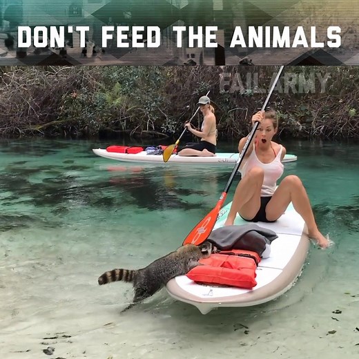 1.2M views · 2K shares | Animals can be mean! | FailArmy | Facebook