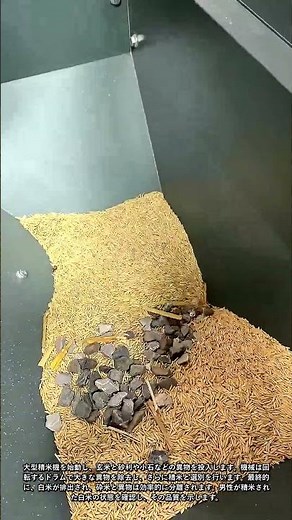 農業機械：石や異物混入の玄米を完全に分離する自動精米システム #worker #process #machine #rice #milling #agriculture