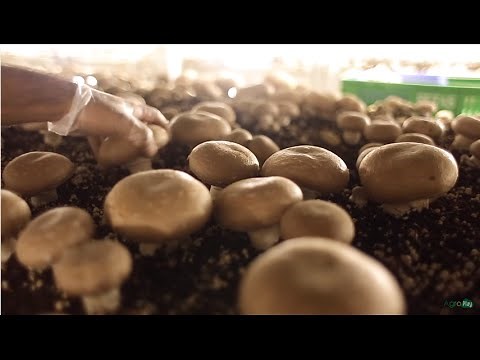 Proceso de siembra y germinación del Champiñón - TvAgro por Juan Gonzalo Angel