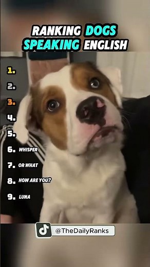🐶 Compilation of Dogs Speaking | Funniest Talking Dogs! 🎤😂 CTTO