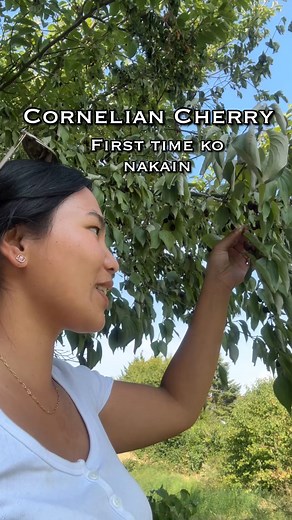 Cornelian cherry #corneliancherry #cornel #foraging | Jomarie Yee