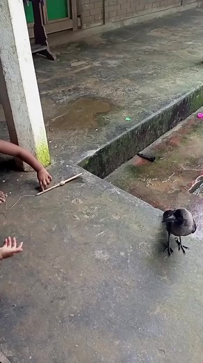 Child and Crow Playful Interaction Moments