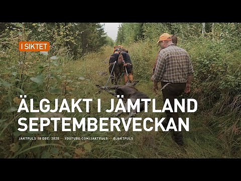 Älgjakt i Jämtland - Septemberveckan