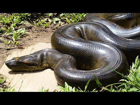 Les 9 Serpents Les Plus Gros Jamais Capturés