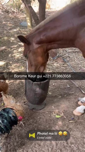 Adja Borome Keur ngui 221 773863056