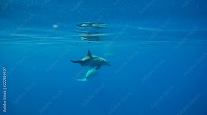 A pod of Bottlenose dolphins accompany Sea Cow in the blue water - free animals in th ocean