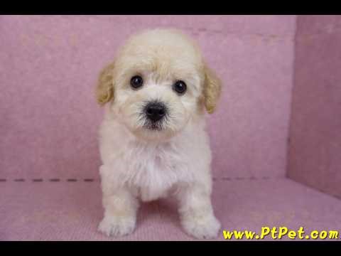 08/14 泰迪比熊 Poochon -公幼犬2號-日新犬舍