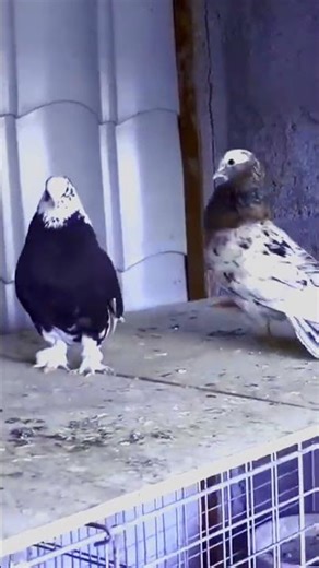 #kabootarba #borderwaalekabutar #kabutar #pigeonhouse