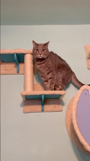 The Cutest Cats on YouTube! 🐾 Funny Short Cat Videos to bring you good vibes #catshorts #catvideos