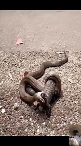 110K views · 388 reactions | Snake Vs Lizard #fypシ゚viralシ #fypシ゚viralシfypシ゚viralシalシ #fypシ #animals #wildlife #snake #lizard Wild animals | Animalslovers | Facebook