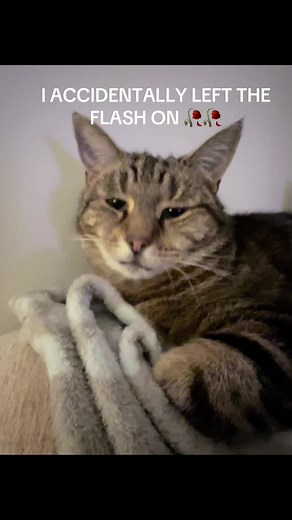 Cross-Eyed Cats: Adorable Moments Captured