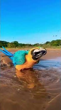 🦜 A ARARA-CANINDÉ: A GIGANTE COLORIDA DOS CÉUS DO BRASIL!