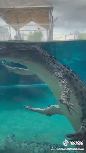 How crocodile floating under the water #crocodile #float #water #facts #erikavaughn | Erika Vaughn