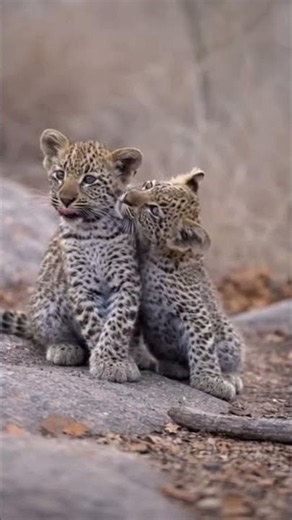 Two Baby Cheetahs Showing Pure Love 🐆❤️ | Cutest Wildlife Moment Ever