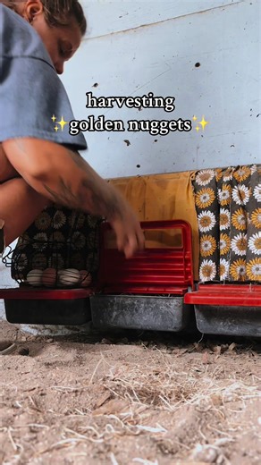 Roll out nesting boxes are the BEST 🙌🏼 if you have chickens, I highly recommend these nesting boxes for keeping your eggs clean and unbroken! 🐓 #chickens #backyardchickens #nestingbox #chickenessentials